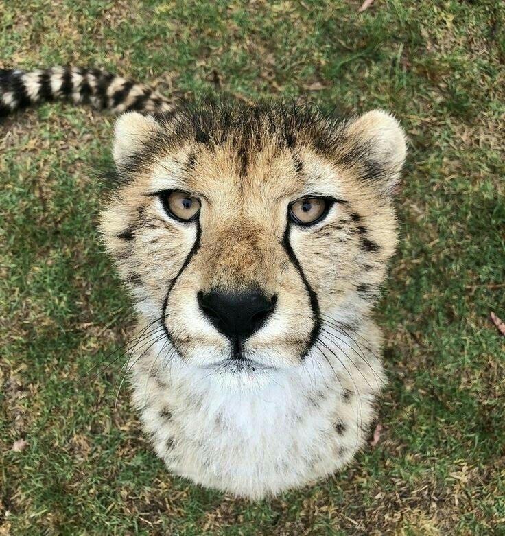 大猫团子 ​​​