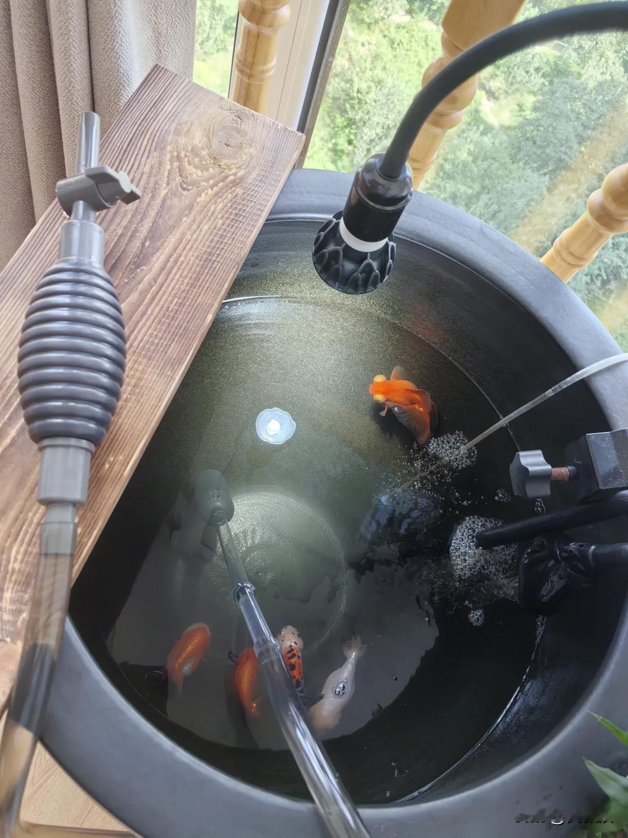 刚开始学养鱼
有没有养鱼的高手
帮忙提点建议
有什么需要注意的？[飞吻]谢谢