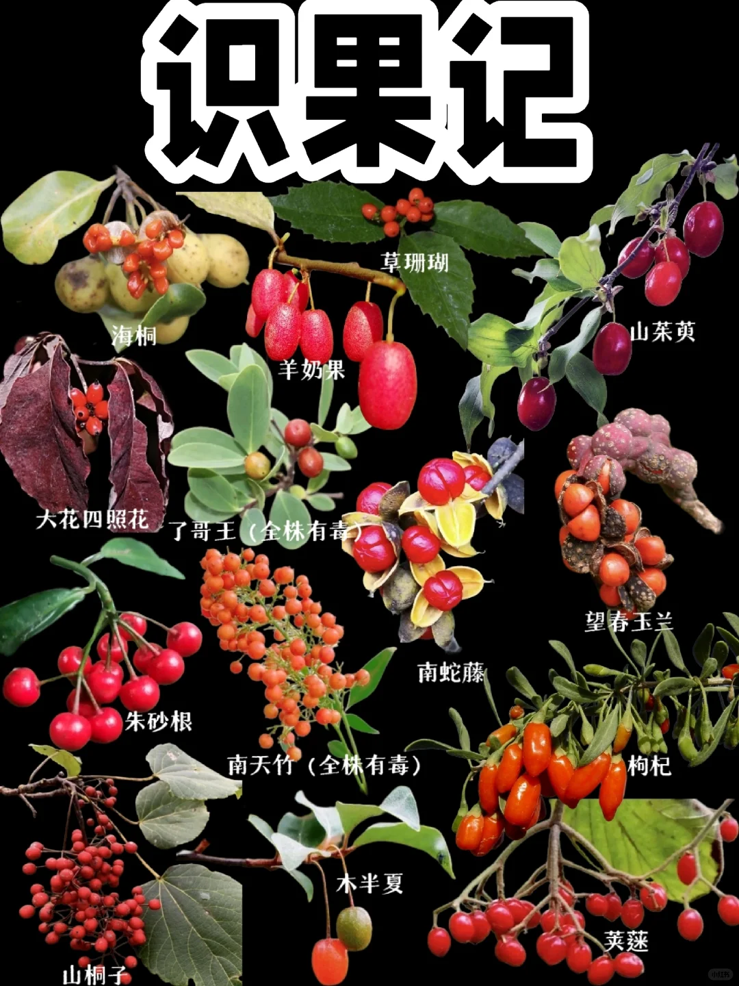 【识果记】第十六弹