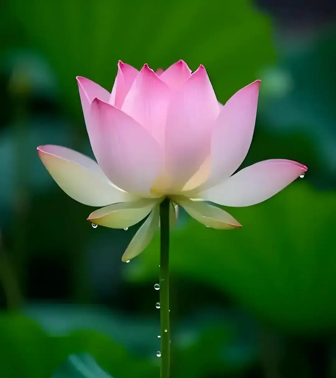 刷到个帖子说司机坚持送老人回家三年后获赠房产，评论区全在刷善有善报。
我寻思这故