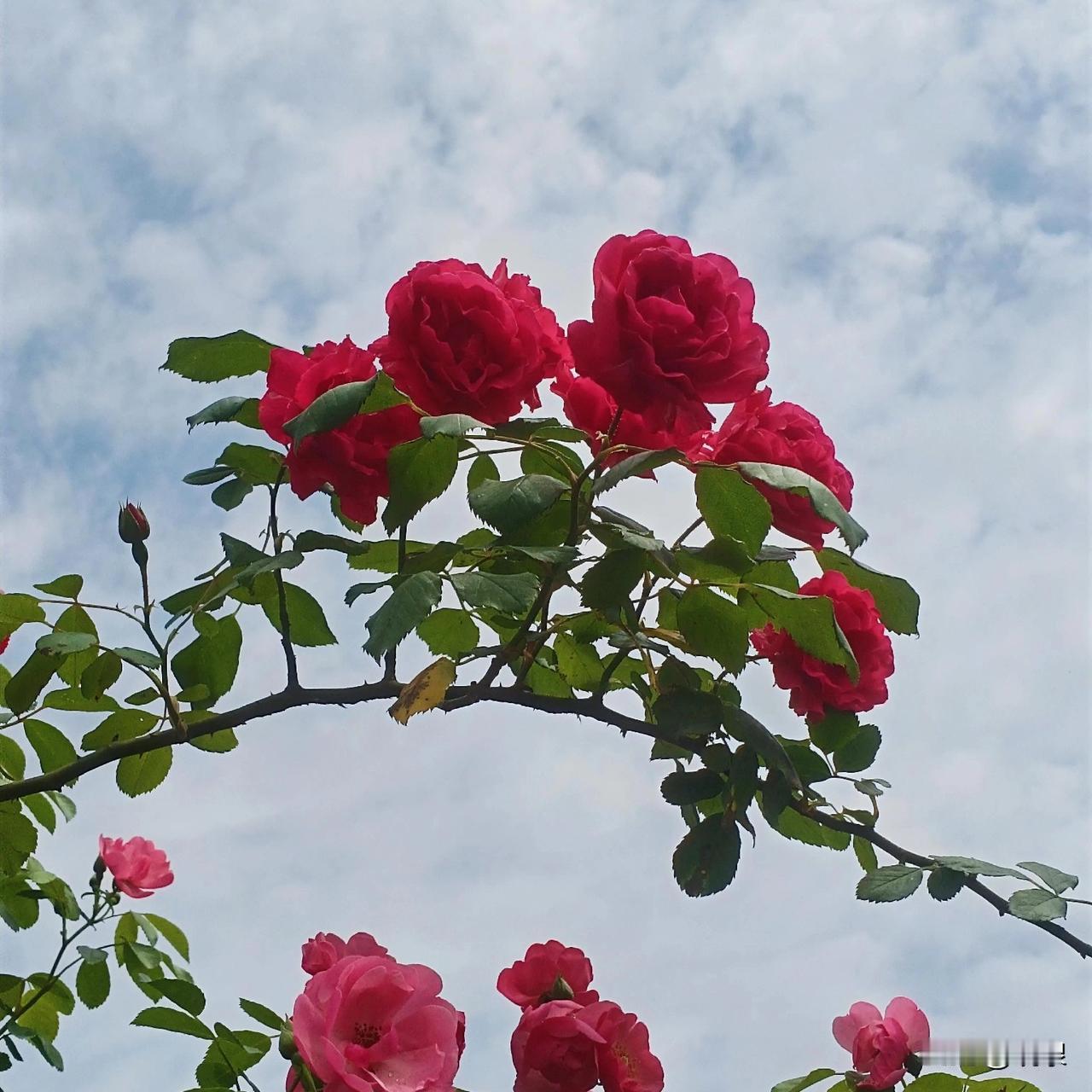 说起头条创作就感叹多

只因爱好作文“吃”错了药

看到的  想起的啥子都想“整