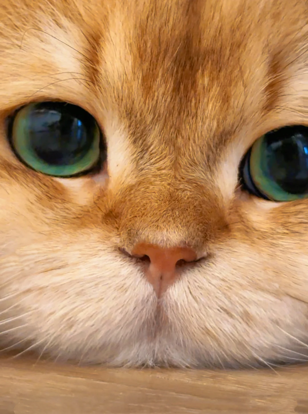 别打咬 咪在西考