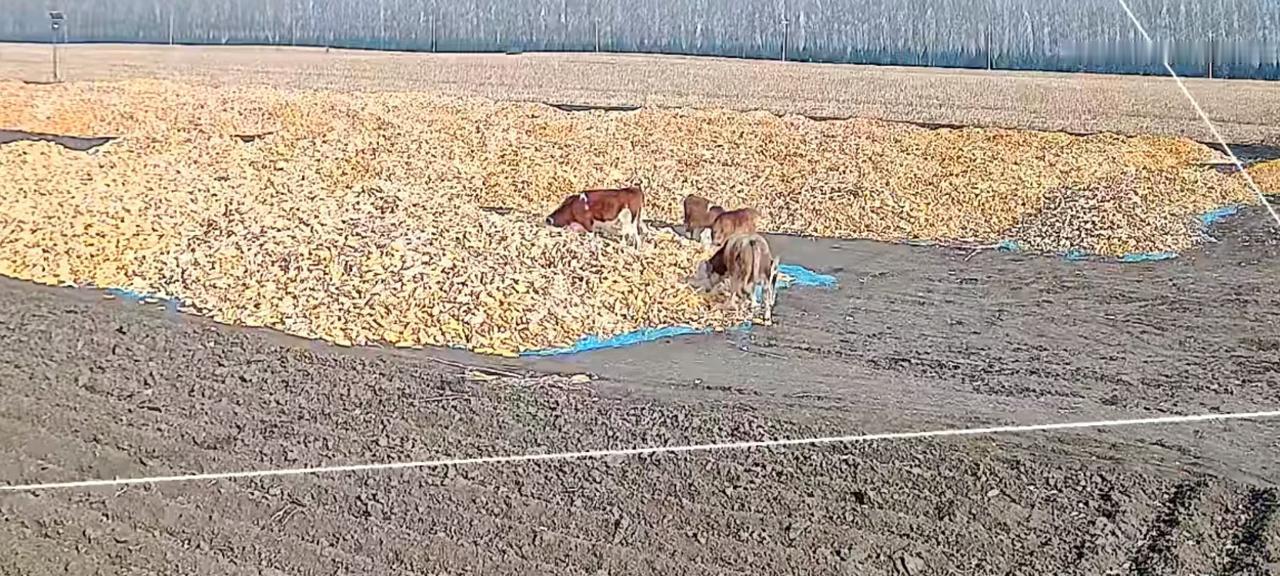 1. 养殖户务必尽到看管义务：《民法典》明确规定，饲养人未履行看管责任导致牲畜损