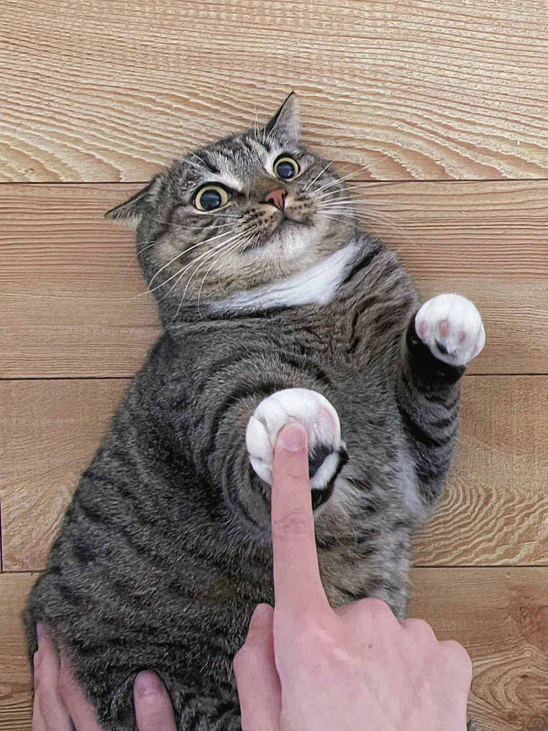 猫猫：救命，今天遇到超级大变态了！
