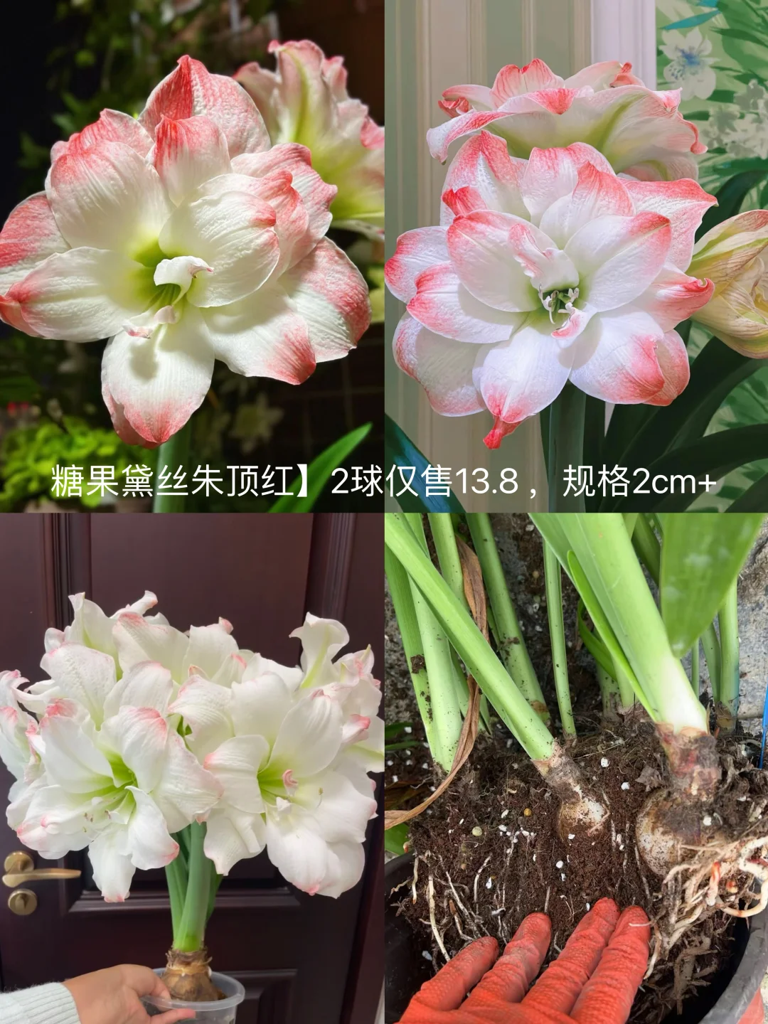 糖果黛丝朱顶红】2球仅售13.8