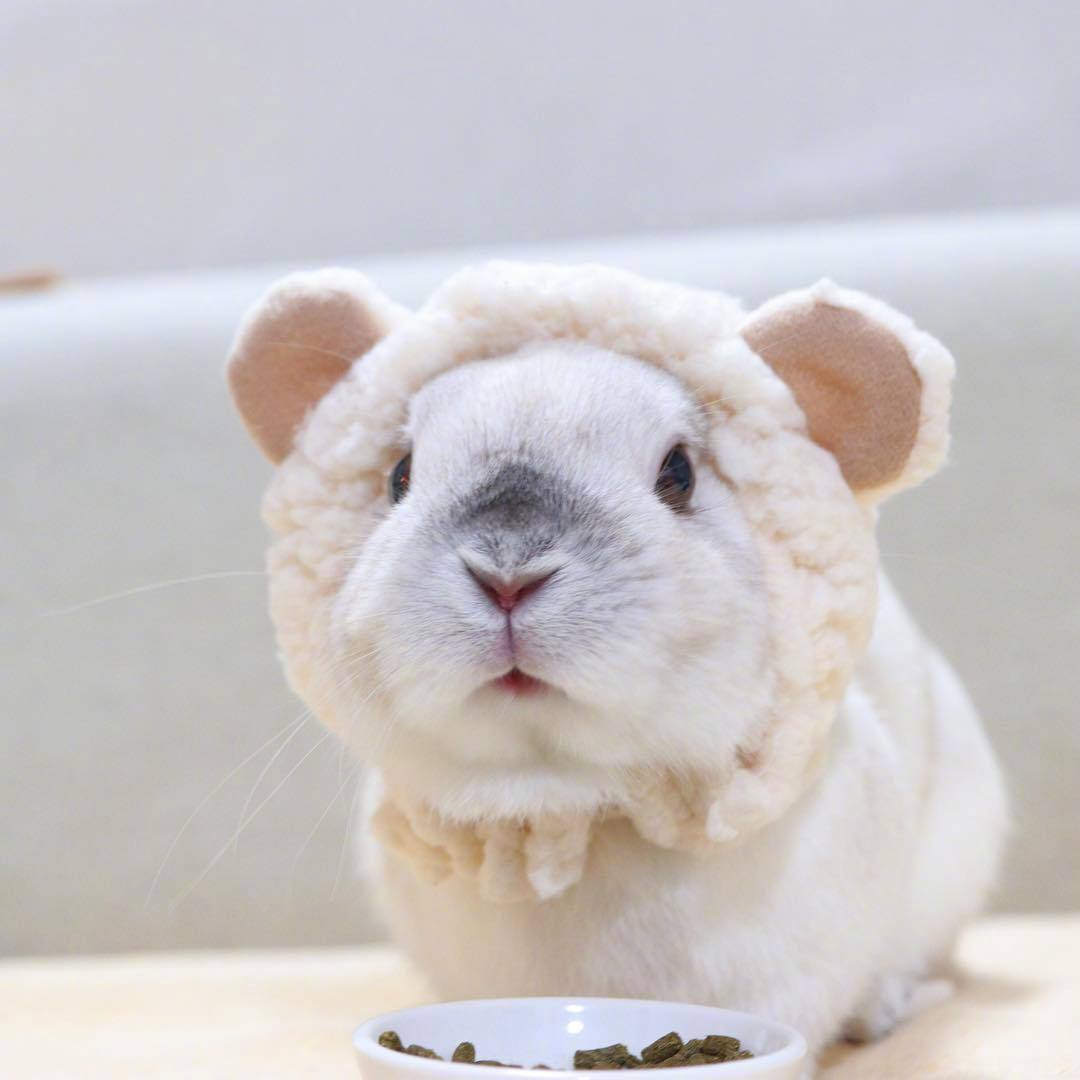 我实名制喜欢这只兔兔想把他装进口袋(ヽ>ω