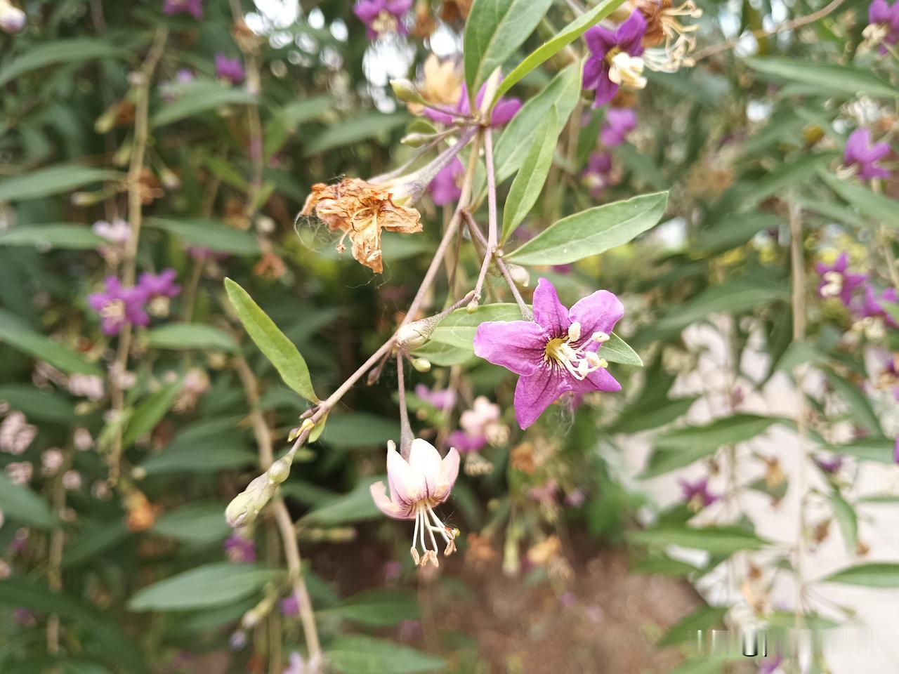 枸杞花
估计一般人没有见过枸杞花，那天我去逛街，在长春东中华路一单位宿舍的院子里