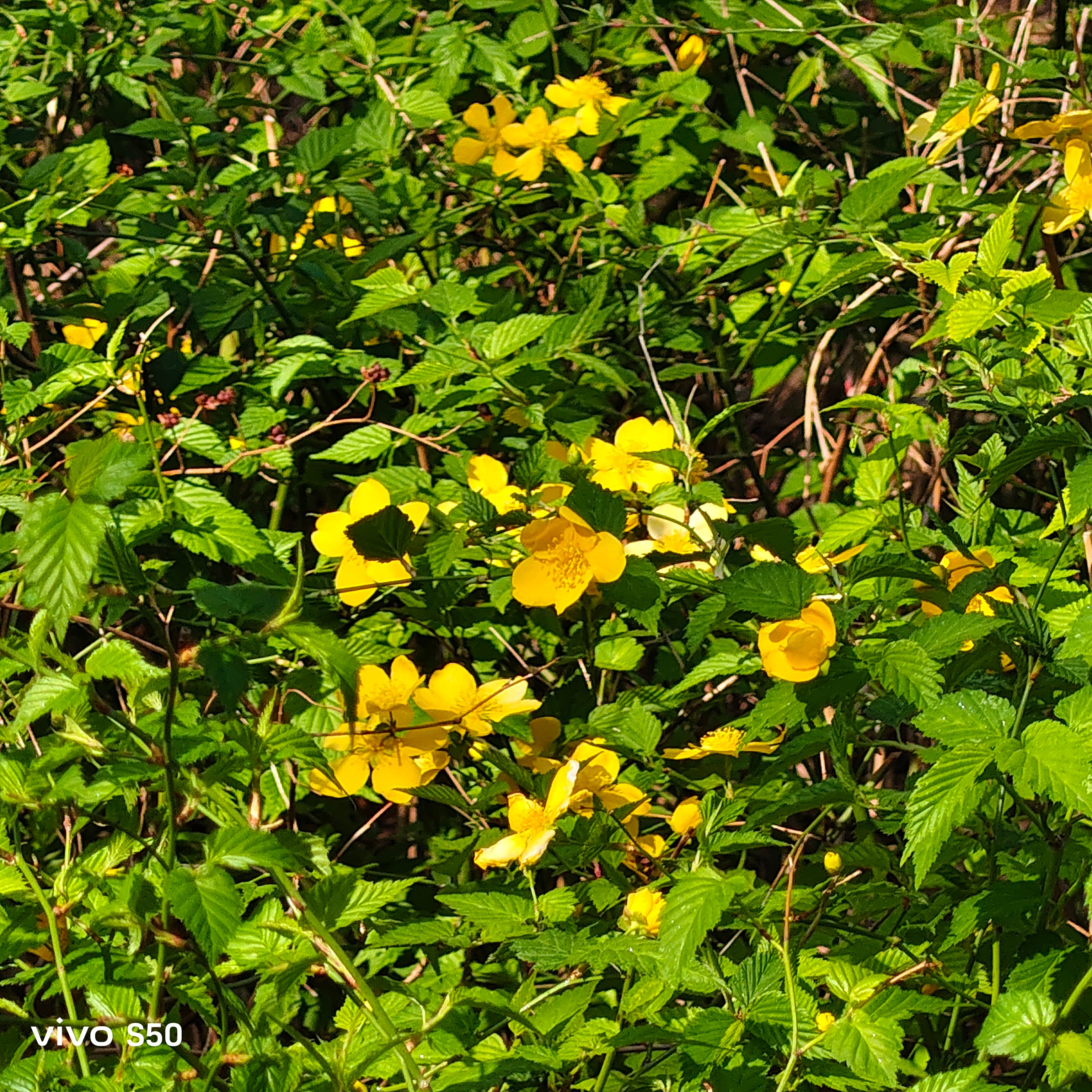 早上好~花开了才是春天来了，这个花是迎春花吧？ 