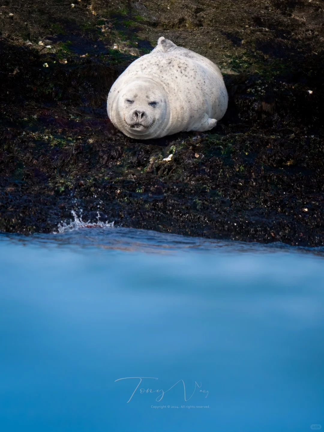 宝宝，你是一个大蒜头🧄🥺