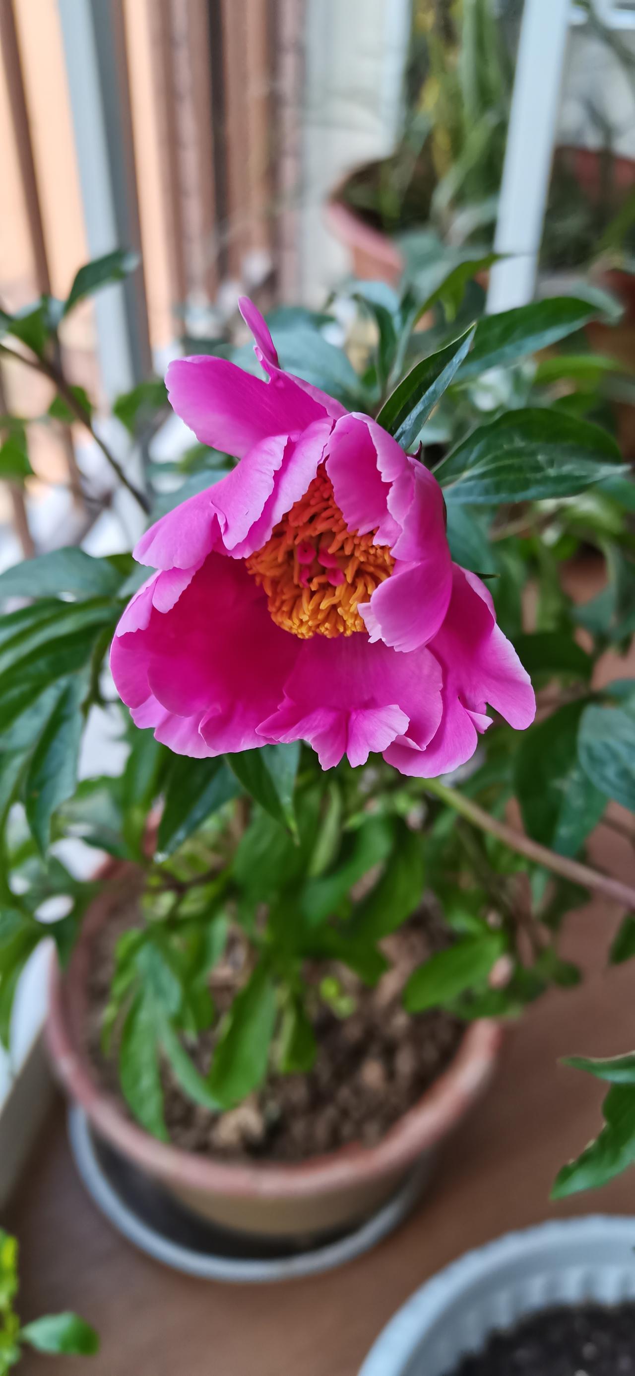 清明节回老家，夺人所爱，好说歹说，从农户手里买到了她才种下的芍药花，当时就带着花