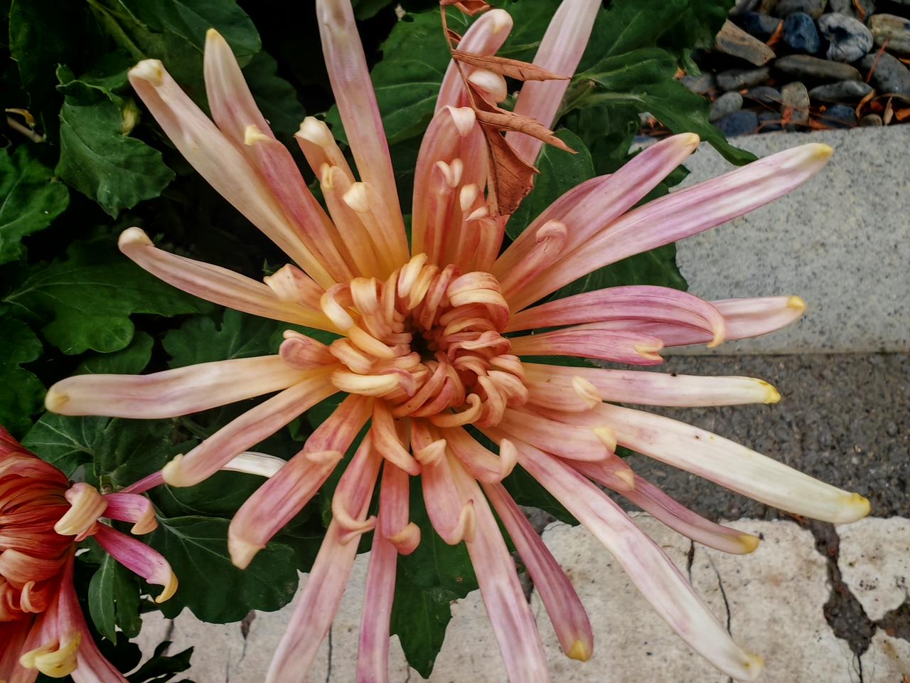 历经秋露寒凉，菊花悠然盛放，一身淡泊风骨，在秋日里晕开淡淡幽香。