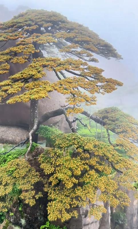 《千年迎客松“黄金甲”加身！黄山景区官宣：5月20日后盛花期，美到窒息》

屹立
