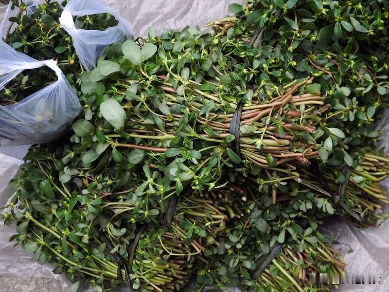 马齿苋含盐吗？
马齿苋可是个“小盐库”，它是含有盐分的。马齿苋就像个勤劳的“矿工