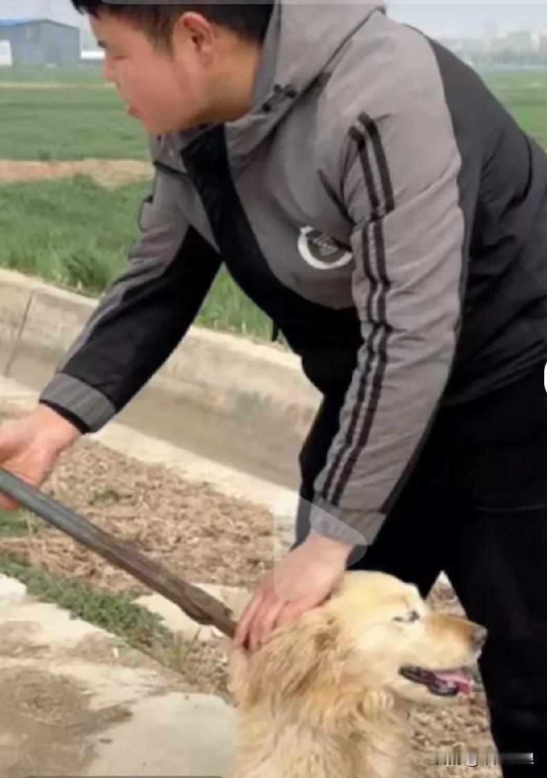 主人把怀孕的金毛卖给了狗贩，狗贩用铁夹子拖着狗狗嗷嗷叫，小哥看见上前抢住了他的铁