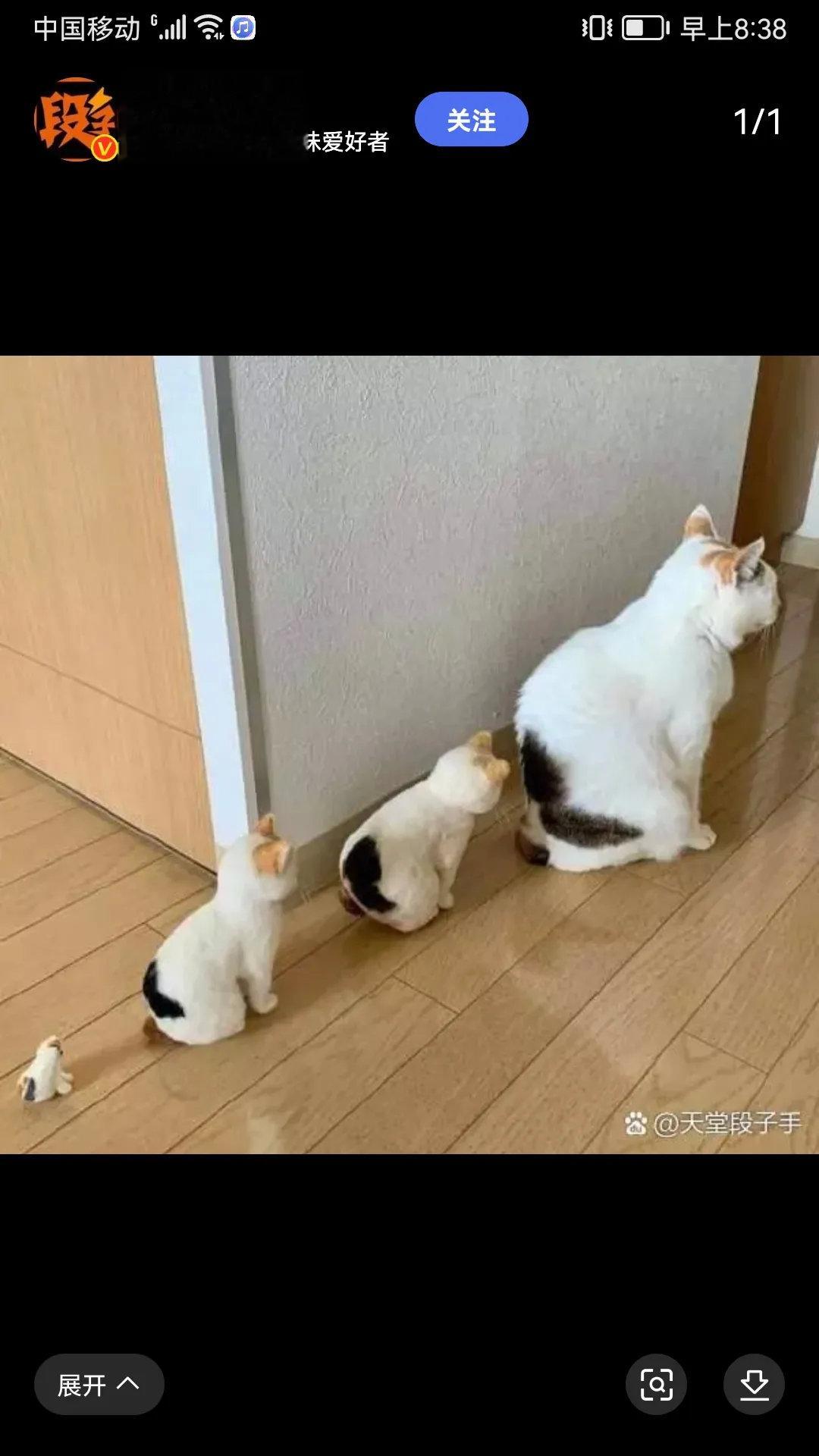 猫咪的老少四辈，真是一家子！