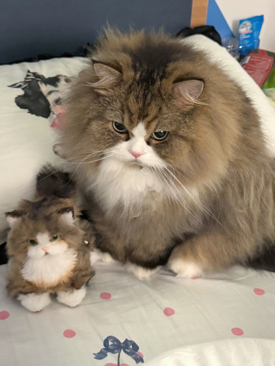 我的猫背着我 偷偷当了爹