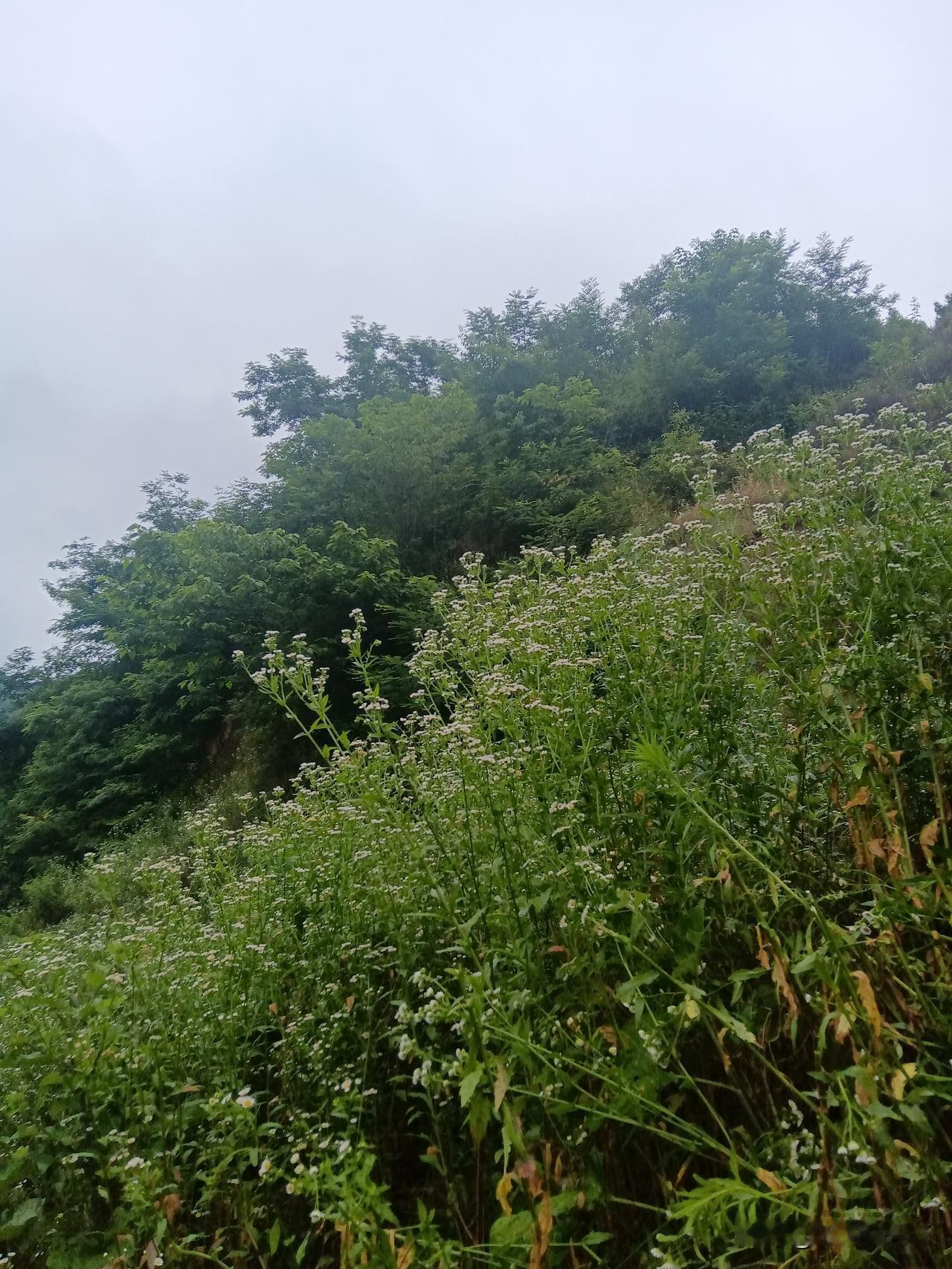 盼跌！

大跌还挺刺激的，总比长期阴跌强。今天大亏，亏了1200！

不过大盘指