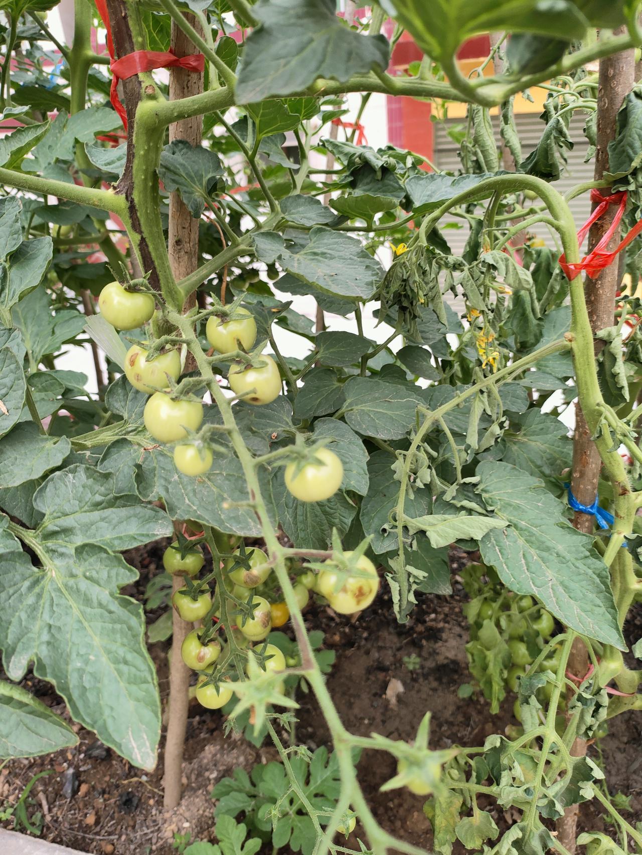 ​ 番茄待熟，瓜藤蔓延，日子慢慢生长
​小院草木盛，处处是生机