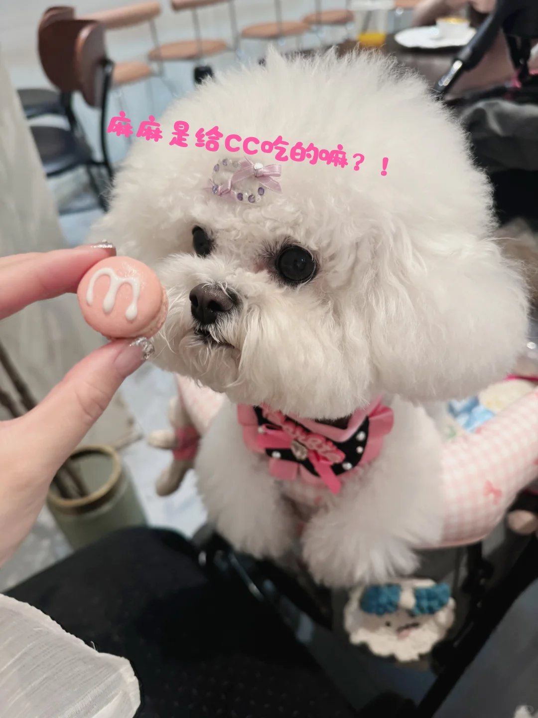 小狗也想吃蛋糕