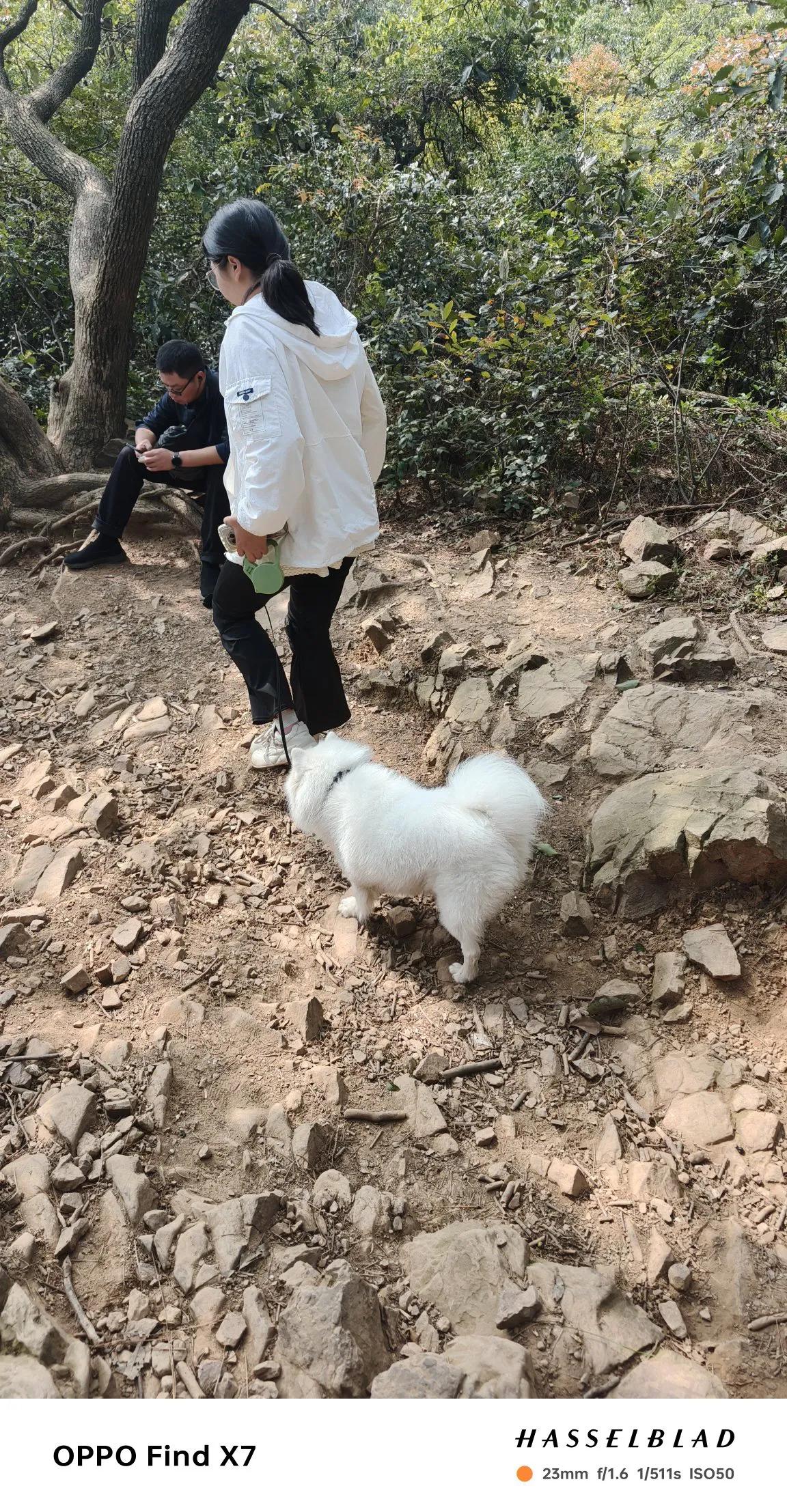 带上自己的爱犬去爬惠山
   如果你牵着小狗走公园的正门，一定会被工作人员拒之门