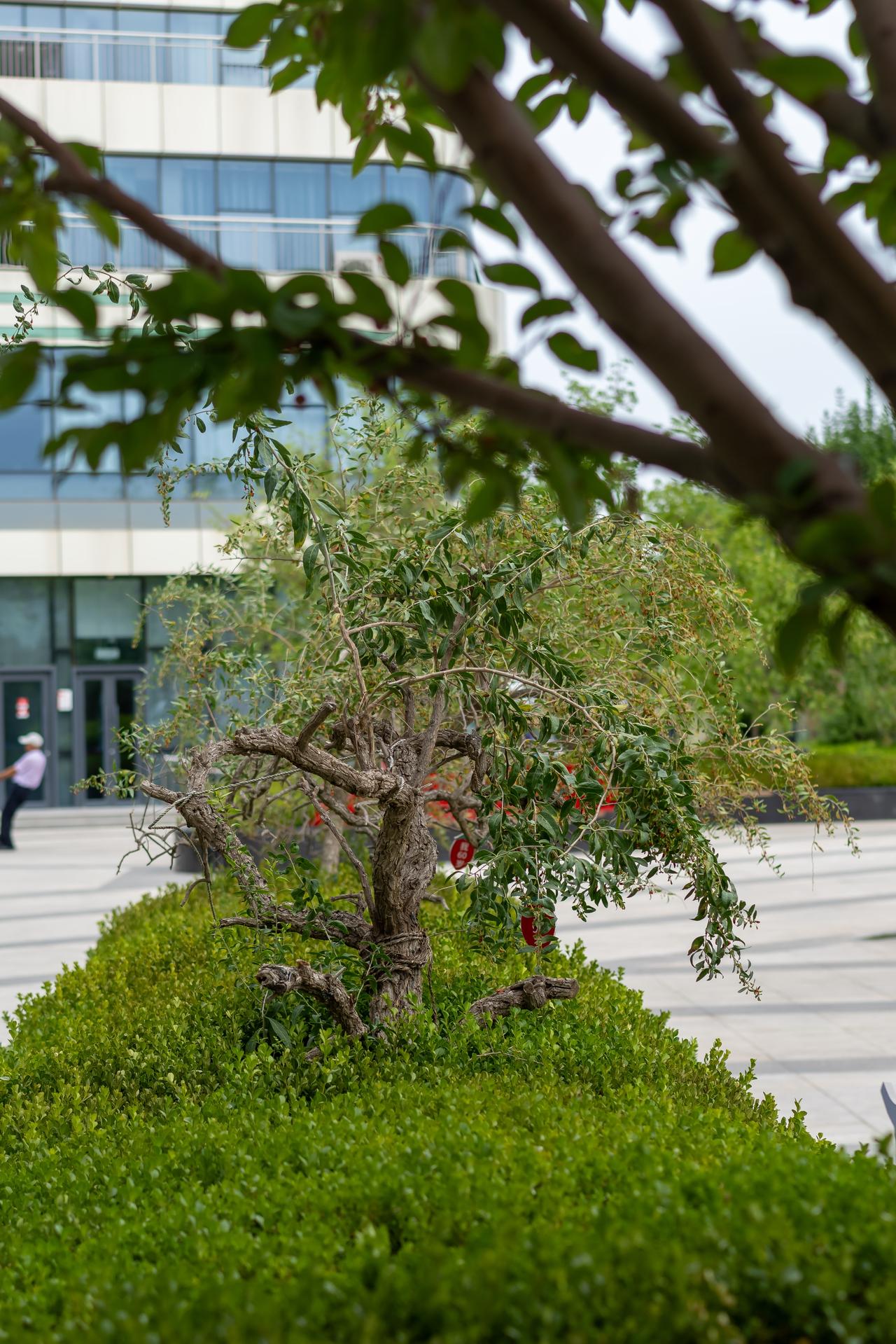 我发现银川这边有一点很有意思，几乎所有的工厂都有工业旅行。都可以参观生产线、顺便