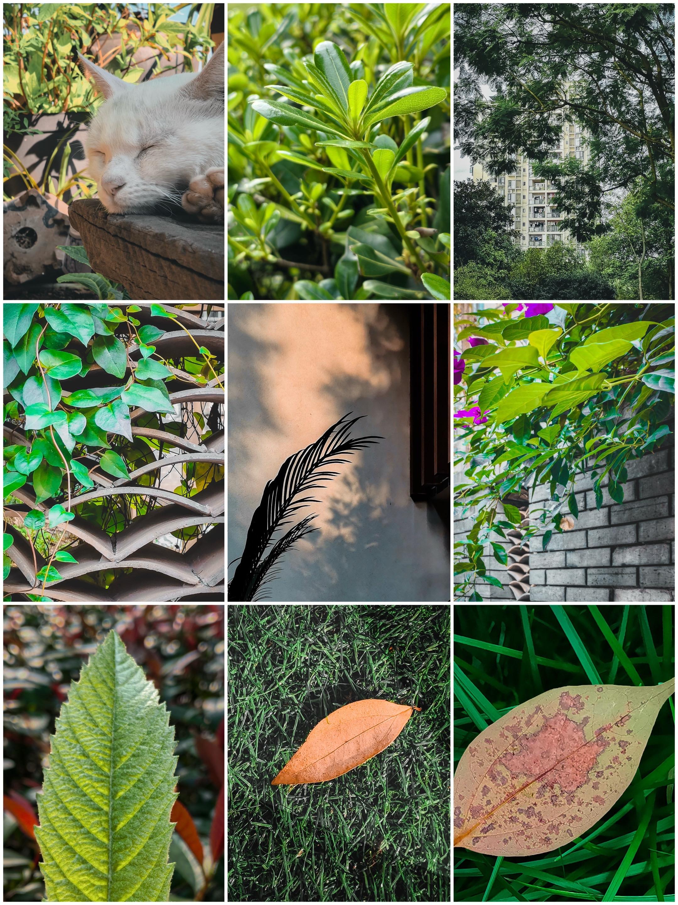 绿意交响：城市与自然的诗意和鸣。【图龙原创摄影】用手机发现身边的美｜这...