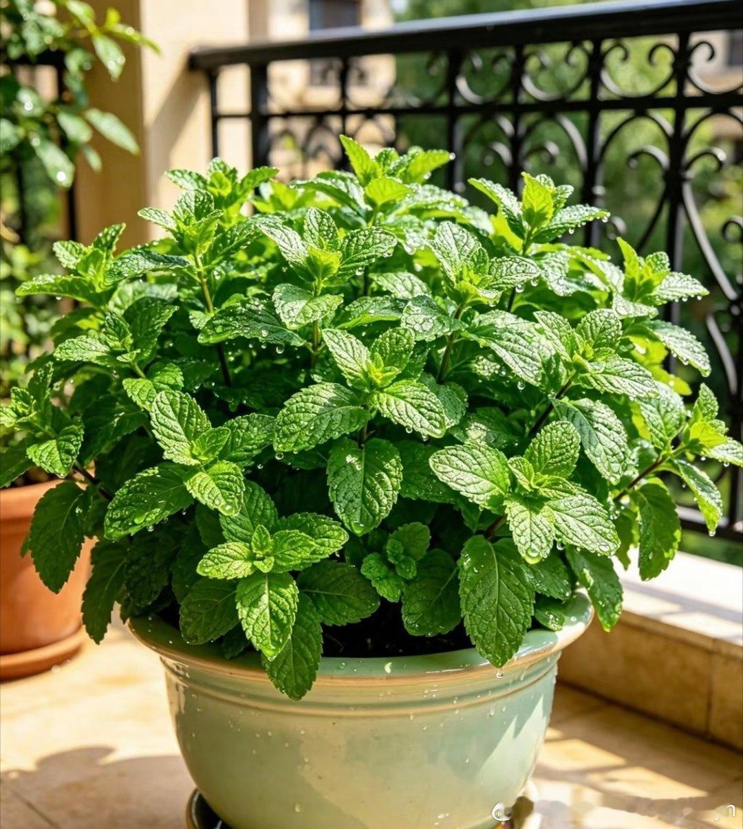 种植薄荷1. 栽培方式：通用营养土+ 珍珠岩  ，疏松透气即可；根系蔓延快、长势