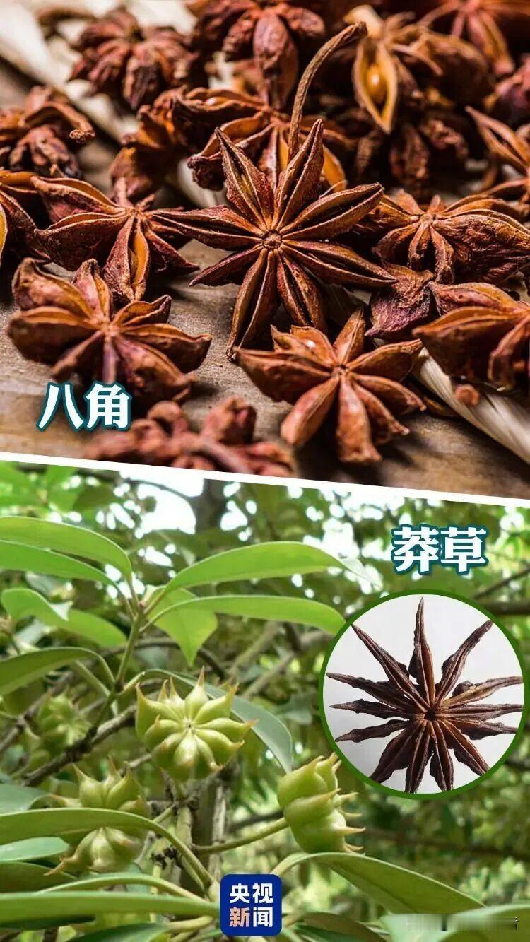 买到的“八角”一数有13个角，千万别拿来炖肉！这根本不是食用八角，是剧毒莽草。