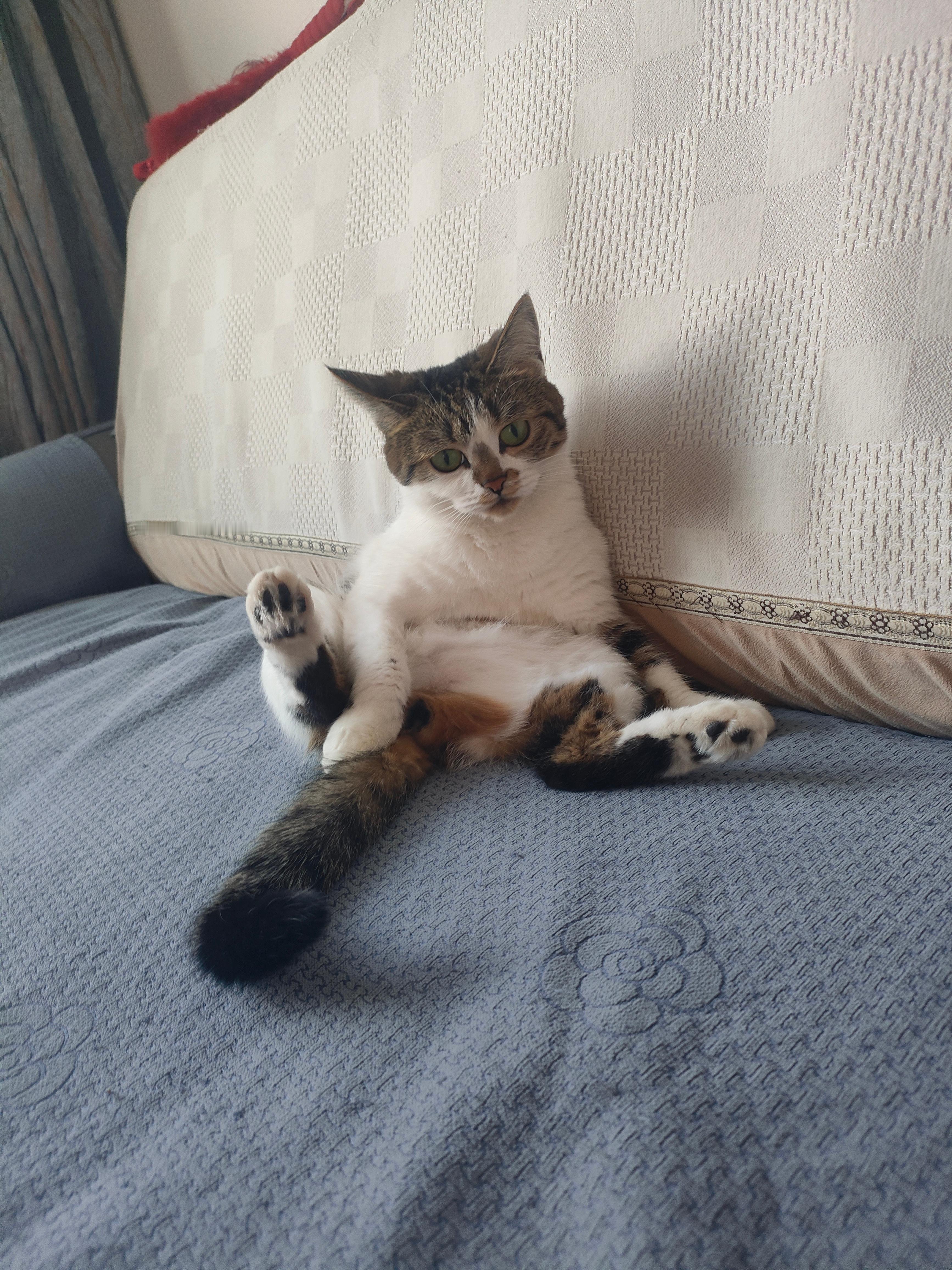 这个猫真的不是人变的吗？ 