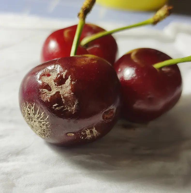 警惕！霉变车厘子毒性是砒霜68倍！切掉坏的也别吃，全家都要当心
 
千万别再吃了