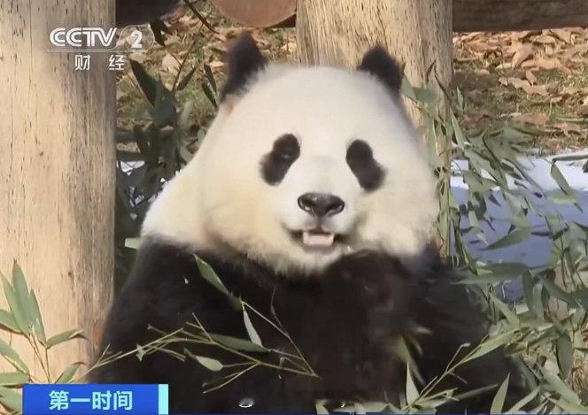 新闻里出现的青宝，可爱又漂亮的心心。🐼 