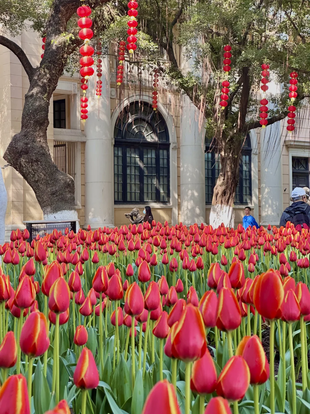 1.10实拍📸广州郁金香开啦🌷🌷🌷美美美😍