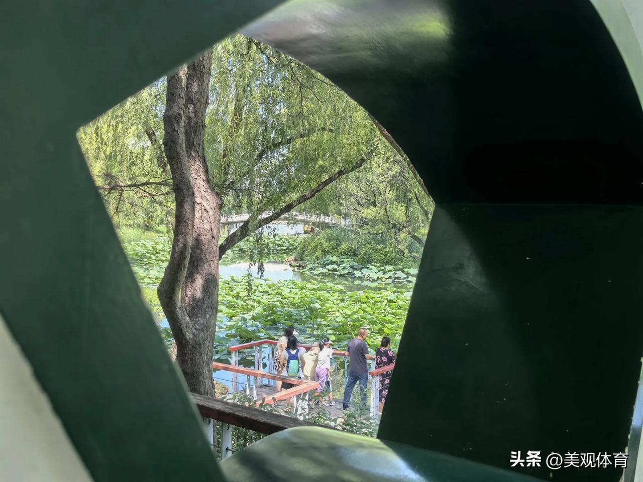 荷塘畔，雨后湖边赏荷
