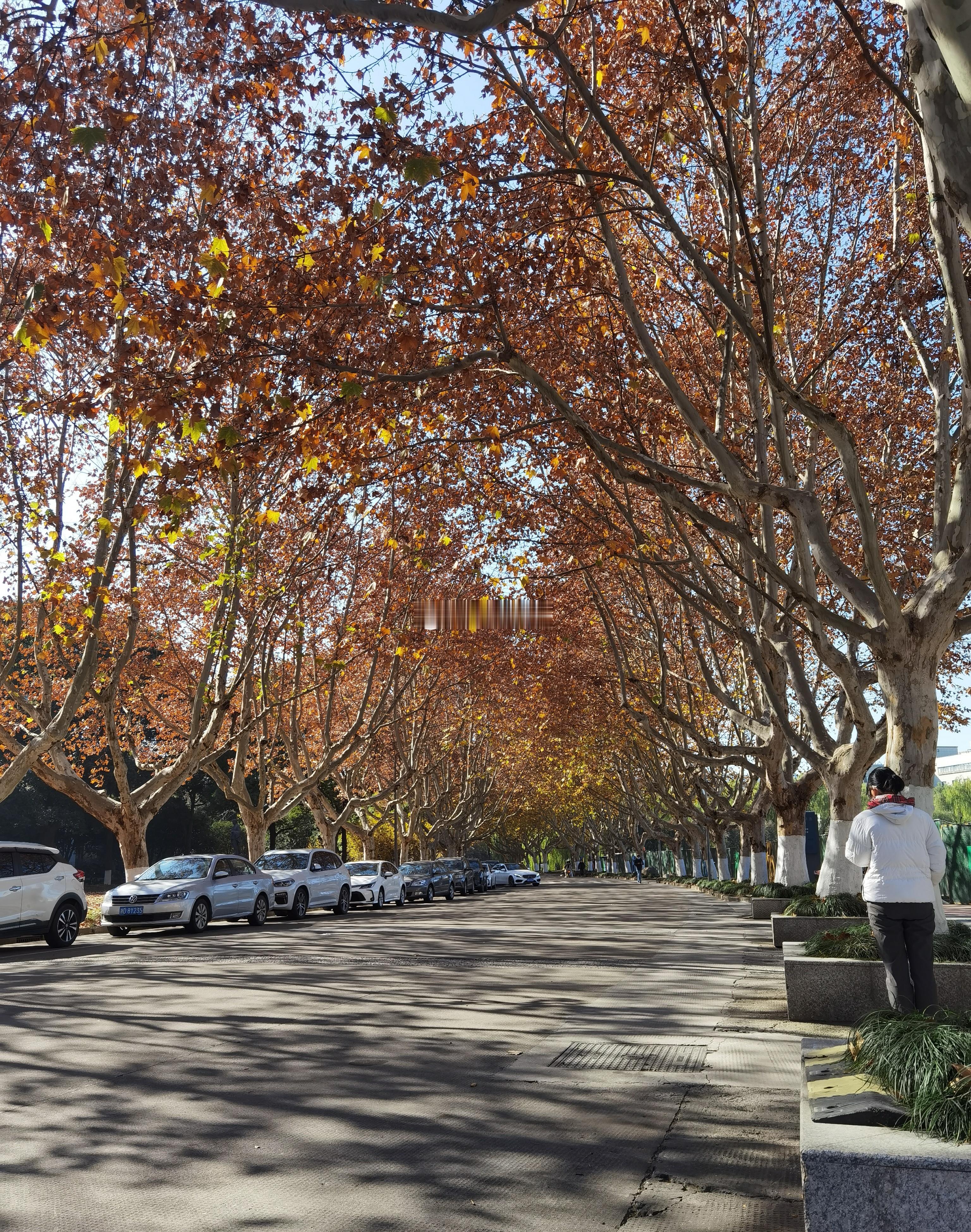 我们绍兴是不缺优美的梧桐大道的，文理学院里也有一条（图1）。为迎接明年“文理学院