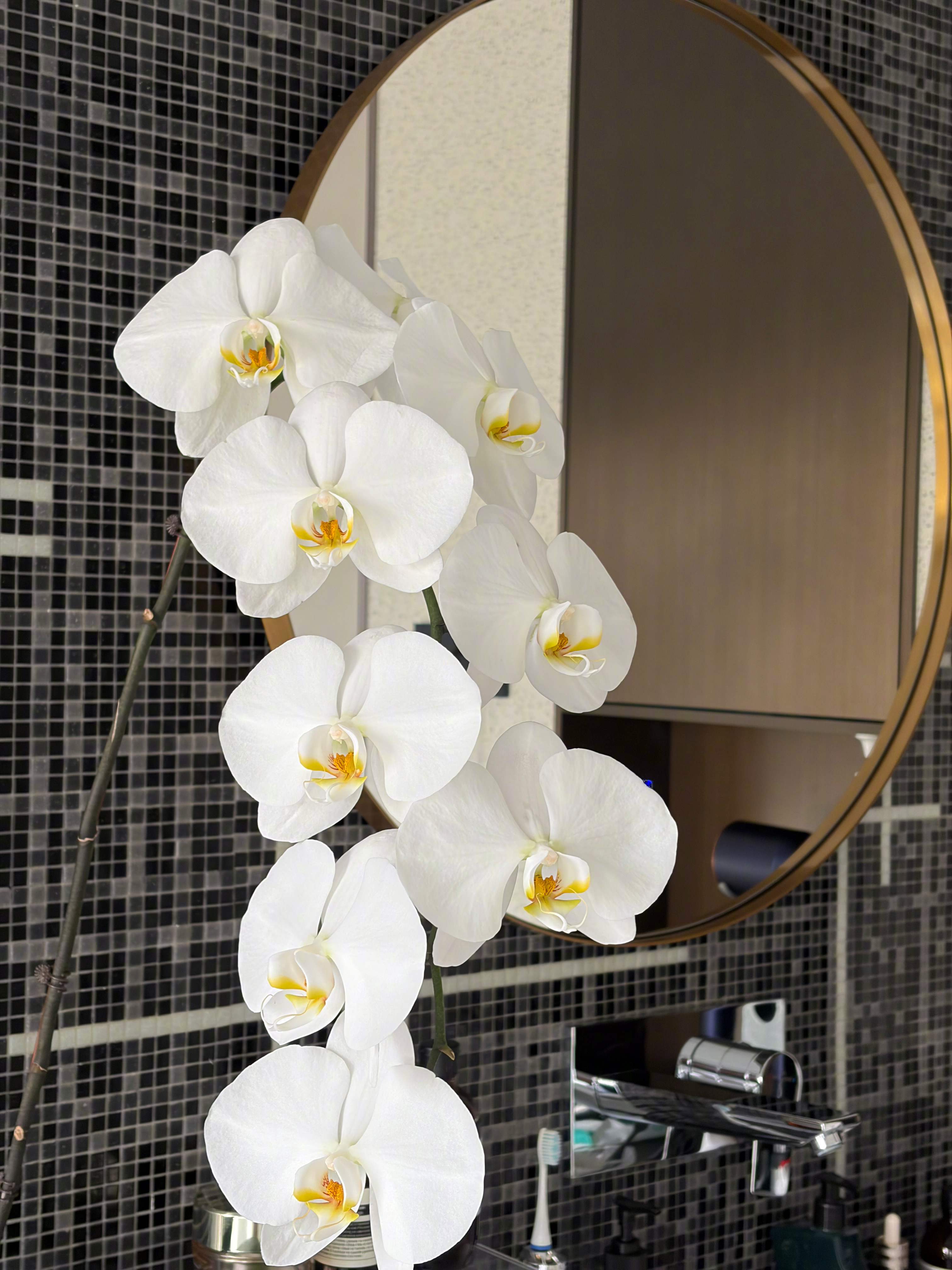 35元3个月的快乐，花朵赶上我一个拳头这么大了。 