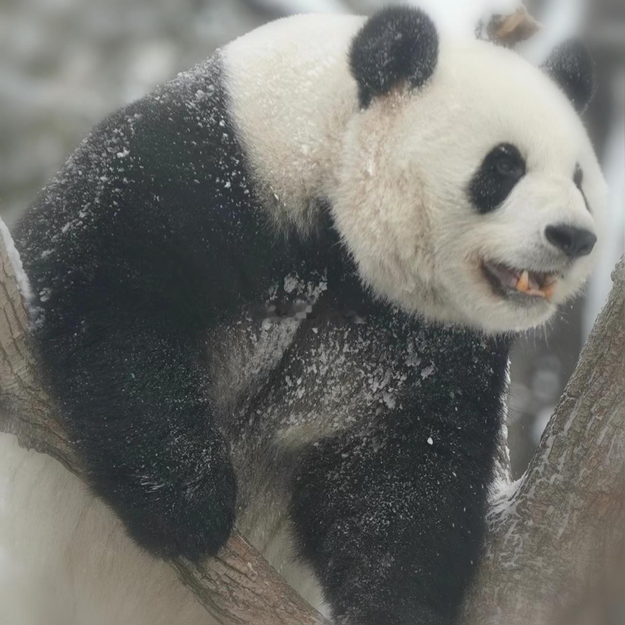 大熊猫萌兰真是长在心上的男熊，看到它就会嘴角上扬 它真的超级无敌完美呀😍😍 