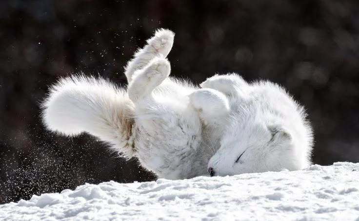狐狸 打咕噜的可爱小白via：DailyArcticFox 