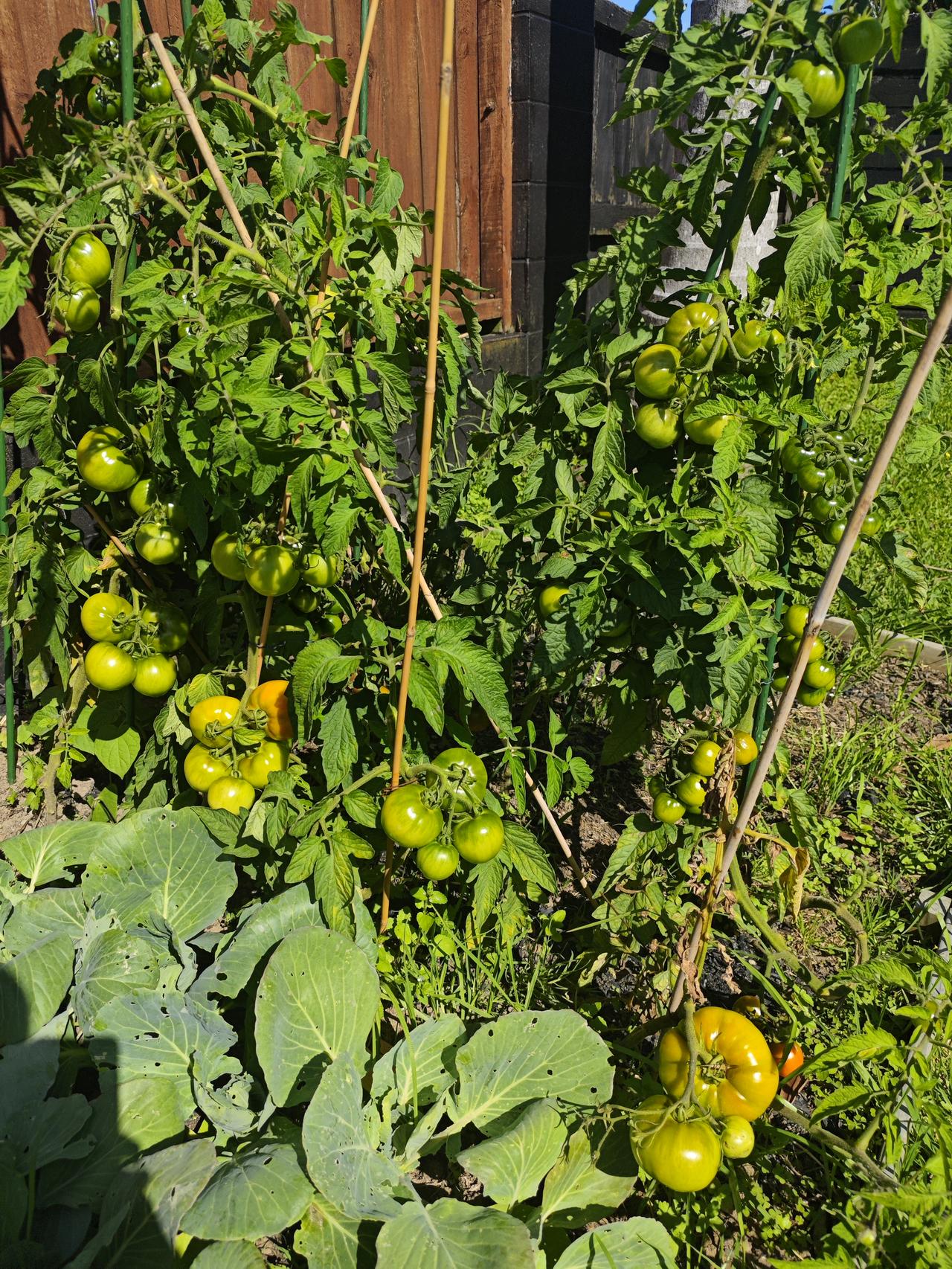 种菜也不易

以前认为种菜是一件简单的事情，只要把土地翻深一点，整理好后，种上菜