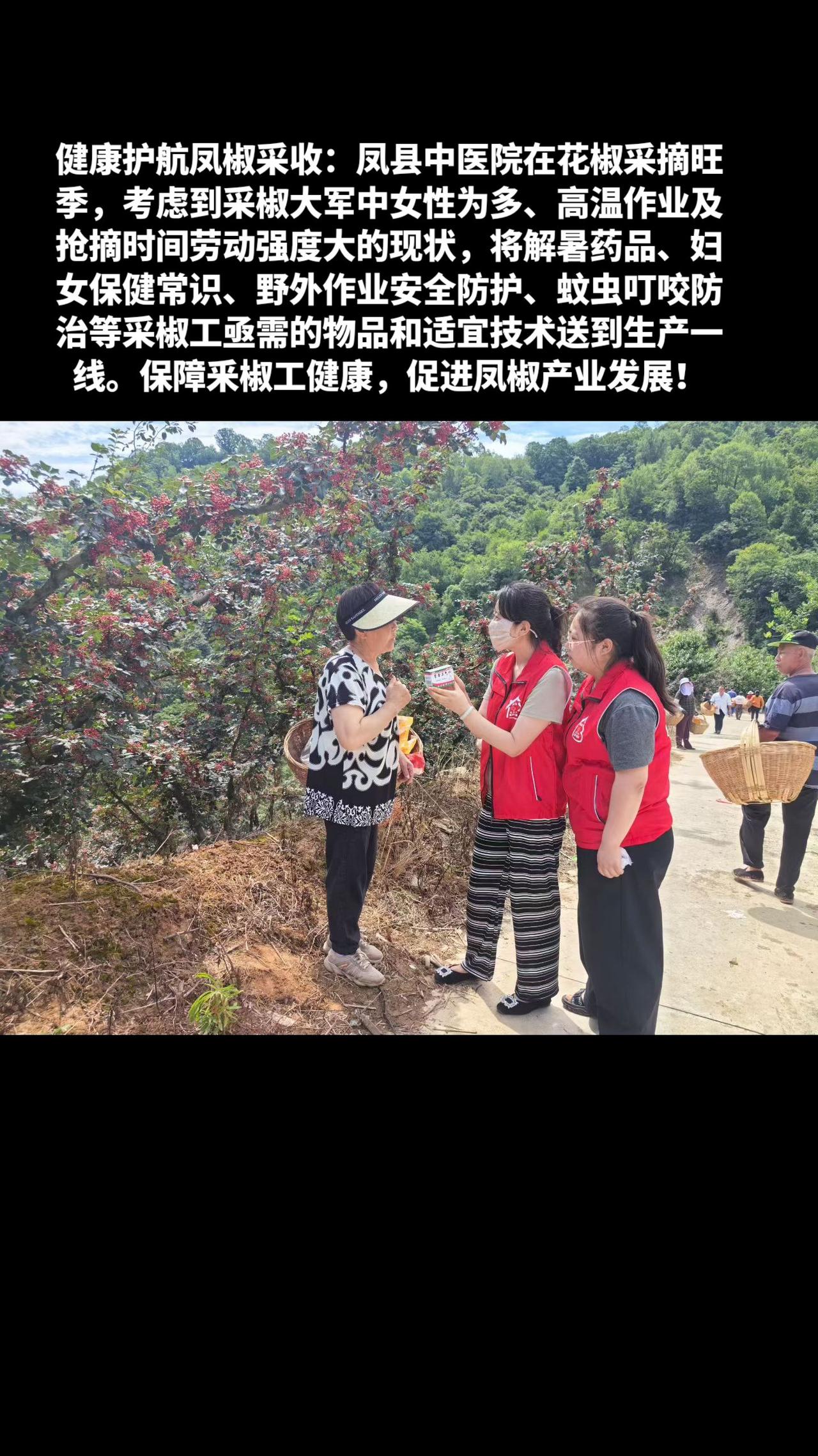 健康护航凤椒采收：凤县中医、凤县妇幼，在花椒采摘旺季，考虑到采椒大军中女性为多、