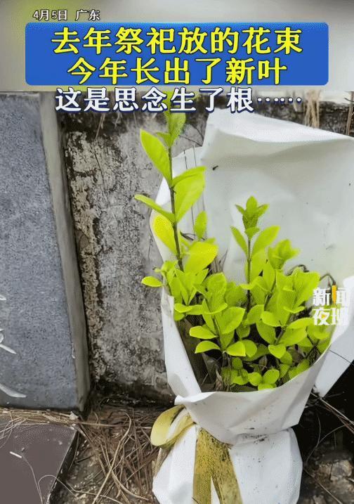 谁能想到，一截被死神判了死刑的枯枝，竟然在地底憋了整整365天，硬生生砸开了一条