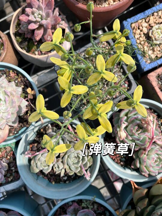 开花自带雨伞的小盆栽