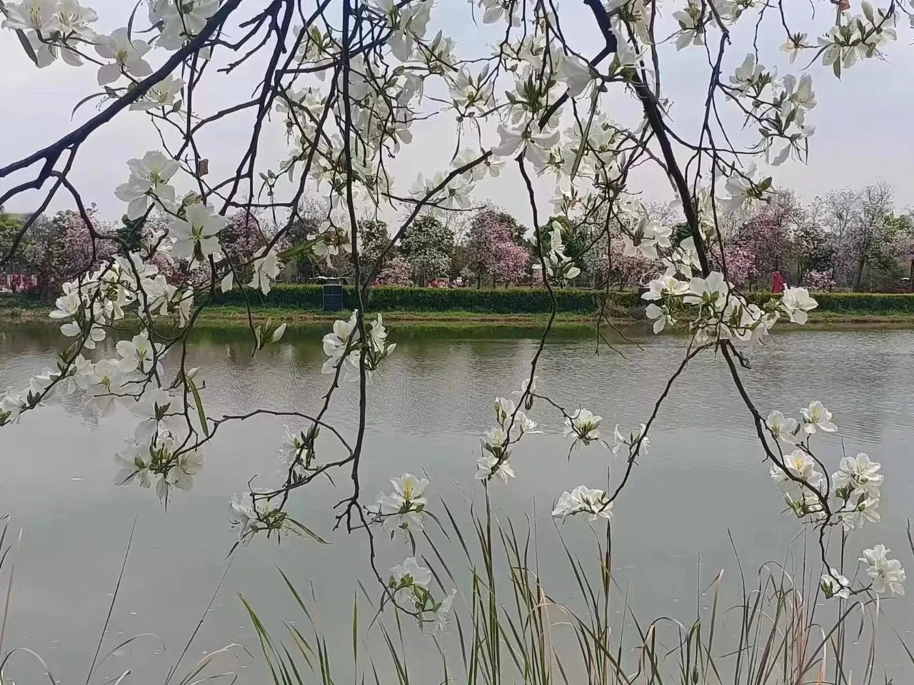 #原创·湿地公园随手拍#
一排排的紫荆花，粉色与白色的花朵互相映衬的粉色花廊。