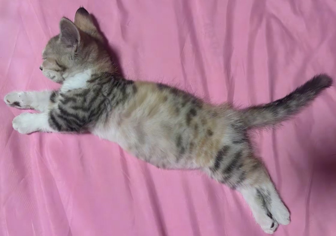 一只彪猫的诞生 ​​​