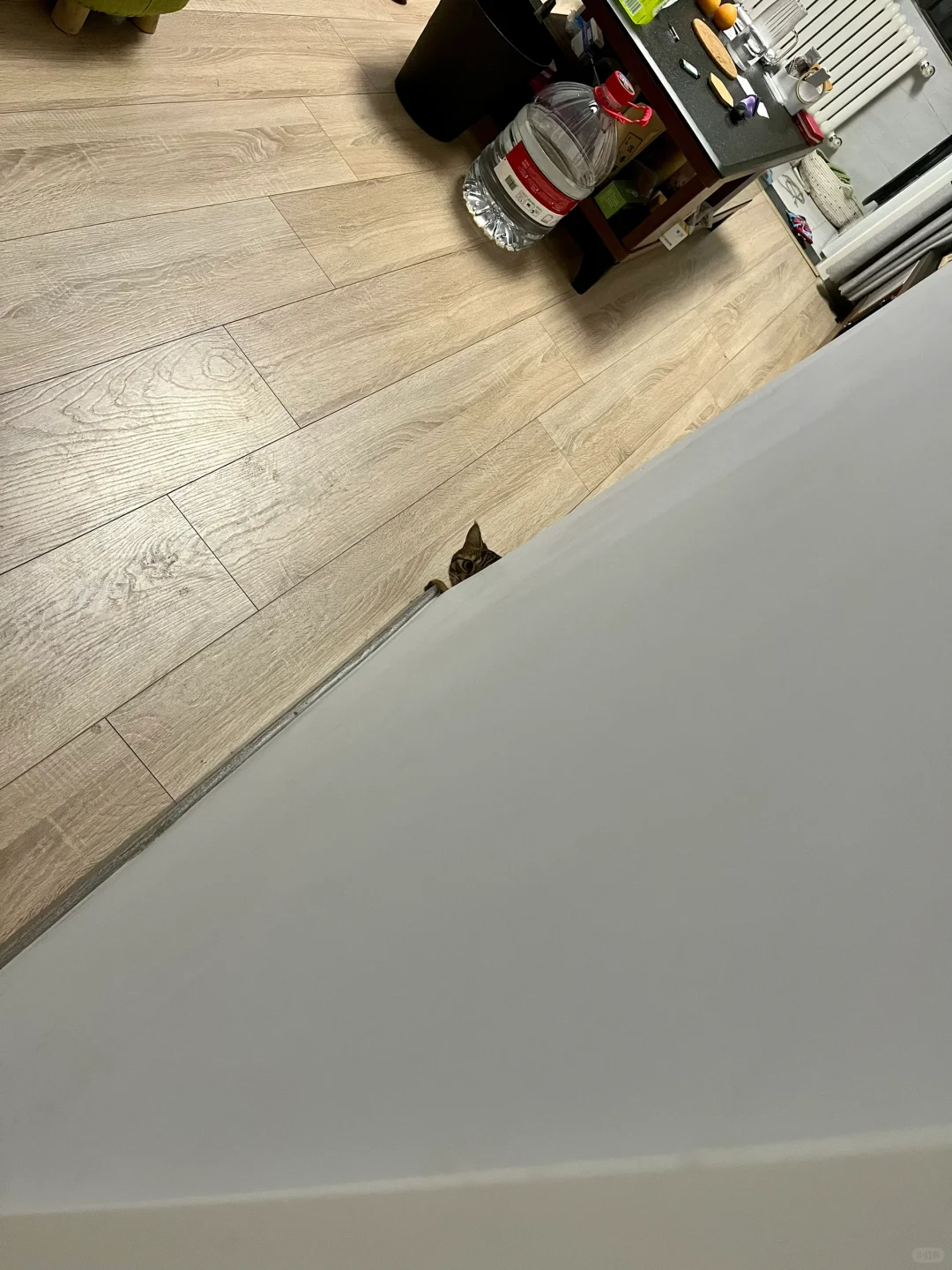 狸花猫怎么这么有偷感啊