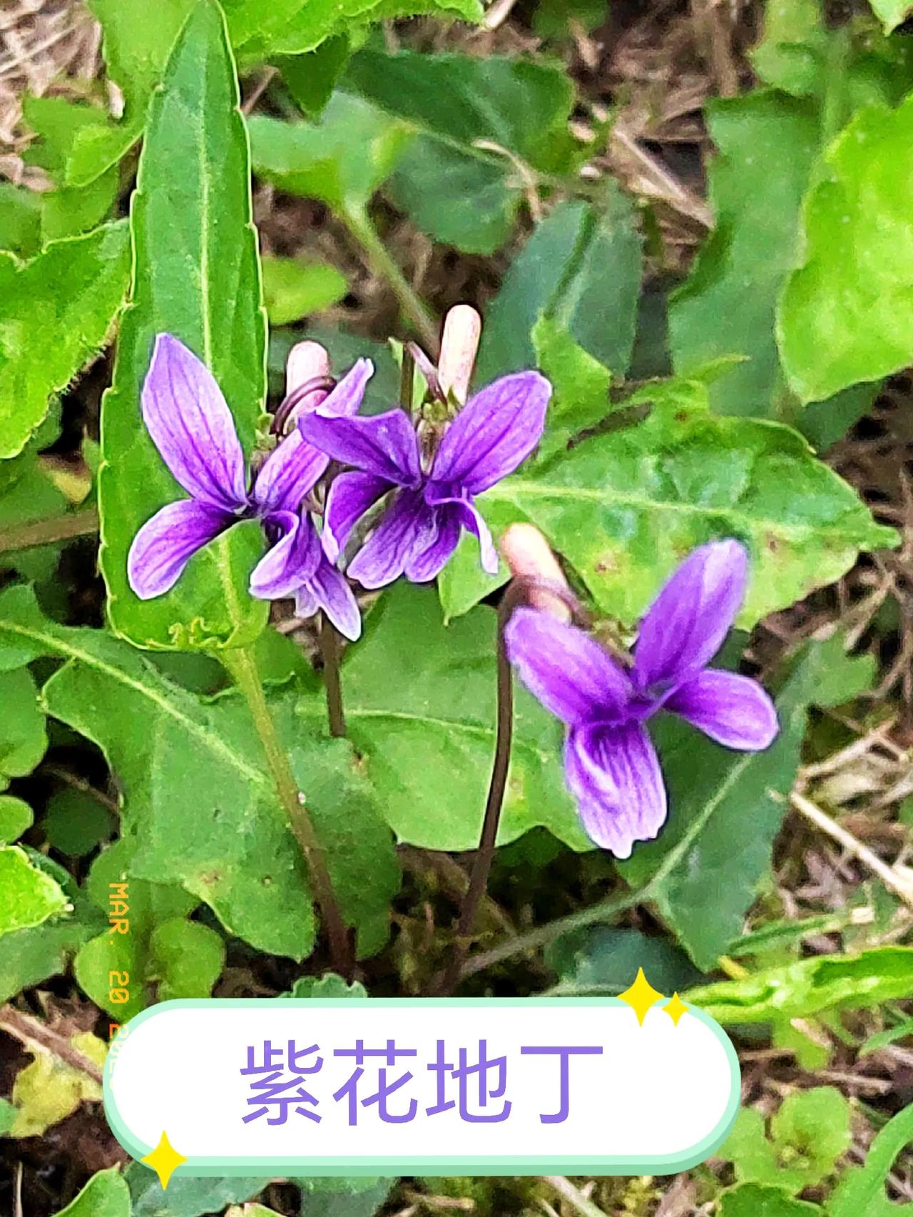 成都北林绿道春天可摘到这些野菜，六种野菜的春日滋养
 
3. 《春日漫步北林绿道