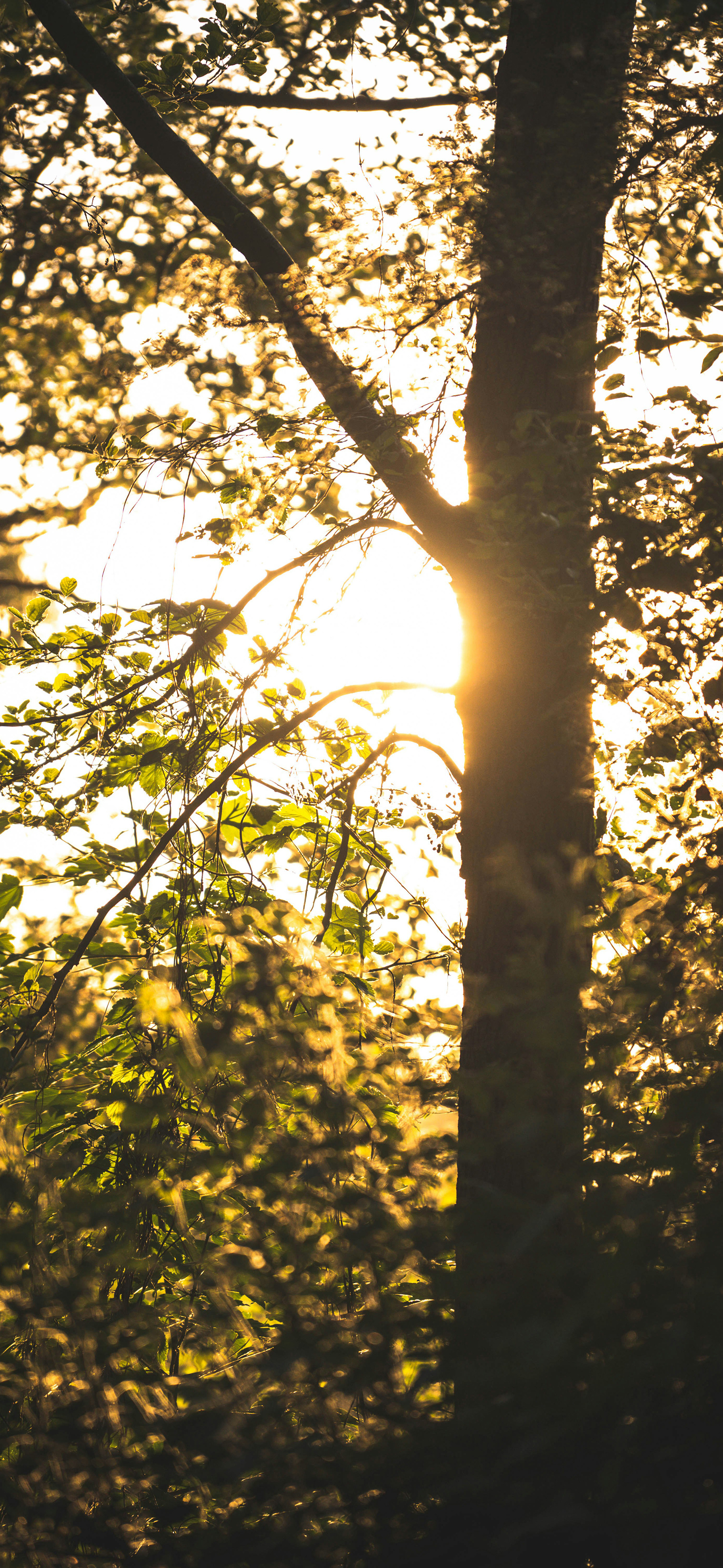莱分享 今日 iPhone 壁纸分享 