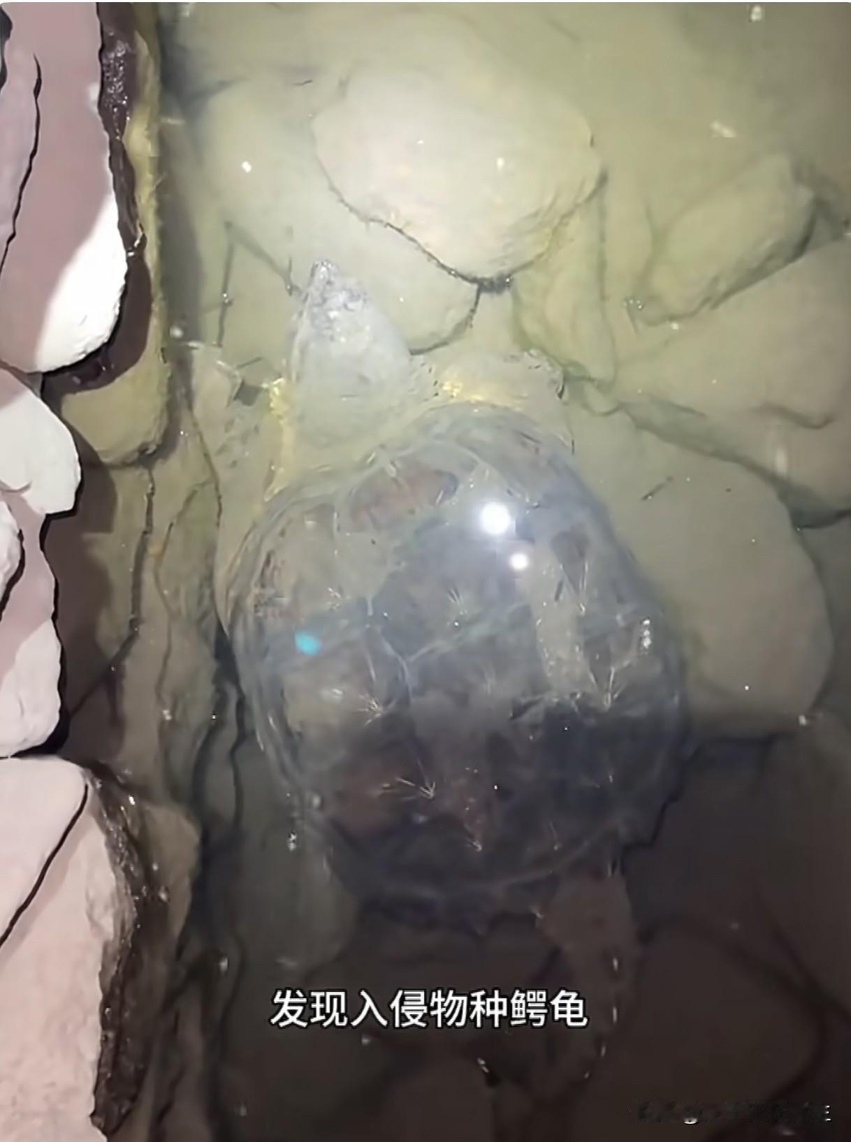 【辽宁一水源地发现入侵物种鳄龟】辽宁大连，昨日市民在庄河英那河库区发现入侵物种鳄