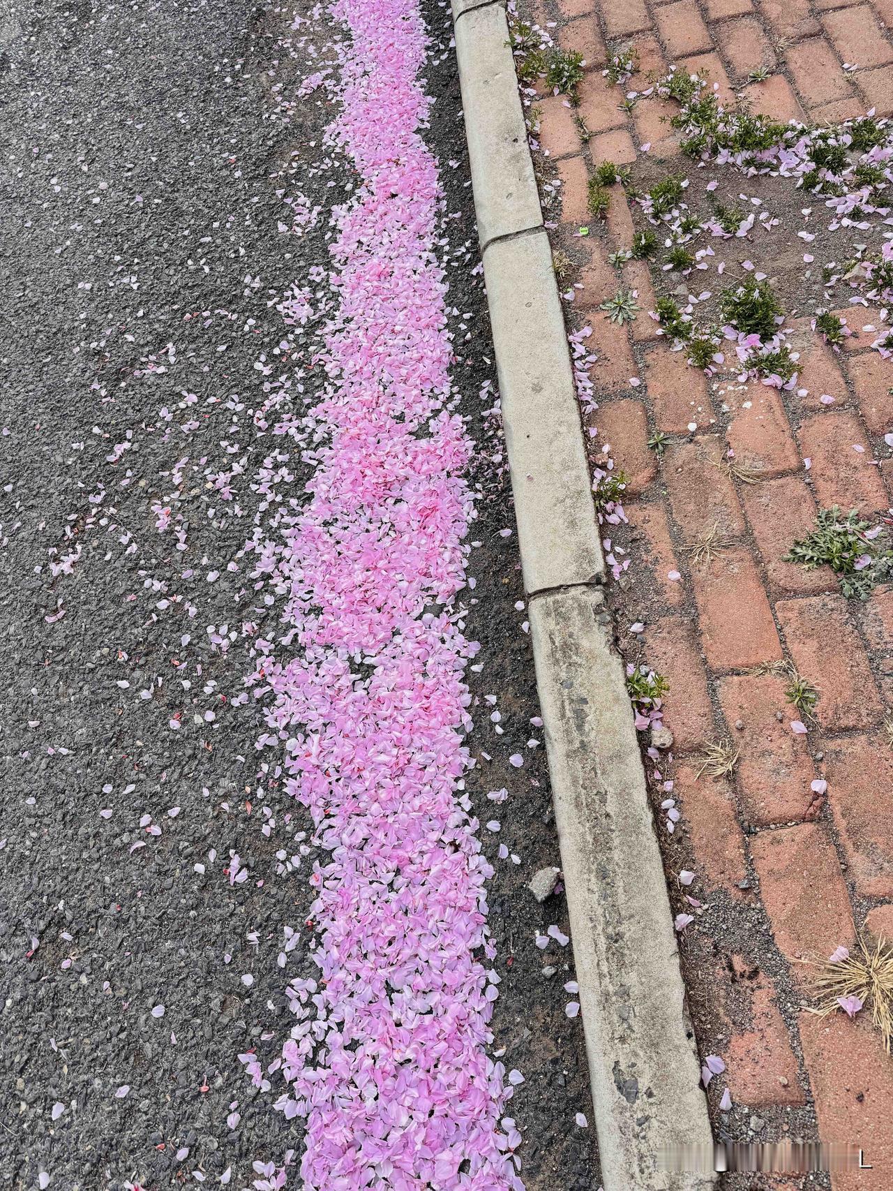 今天一场大风，小区里樱花树上的花瓣被风吹落了不少。

我们小区里有很多的樱花树，