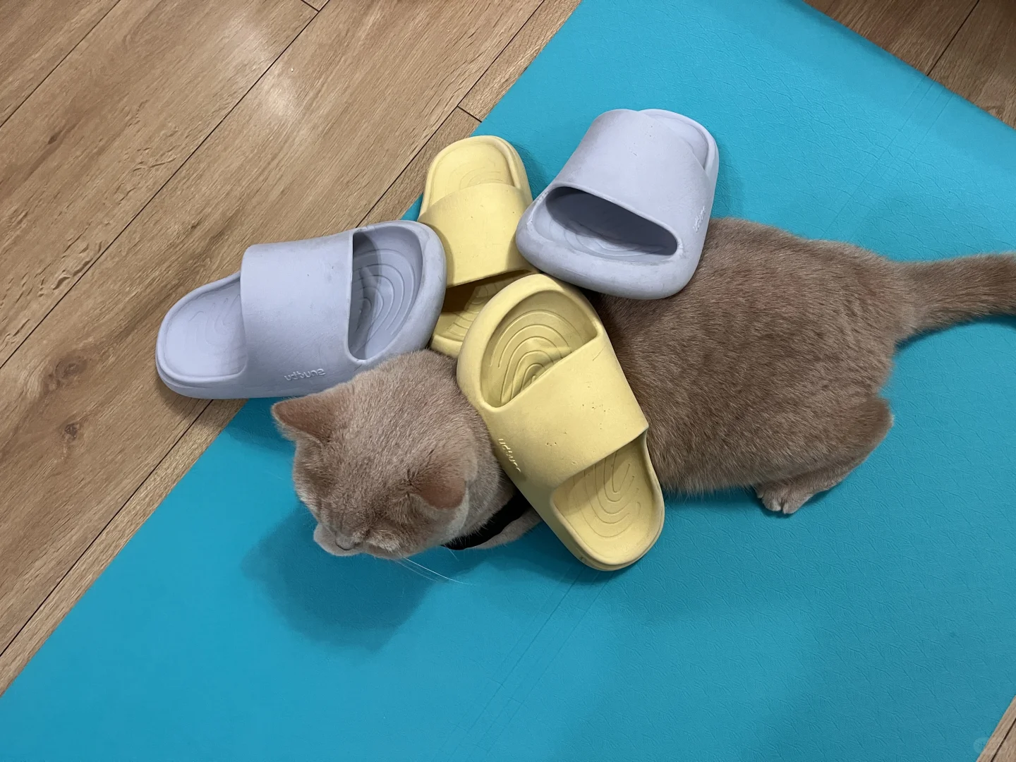 猫生不能承受之重