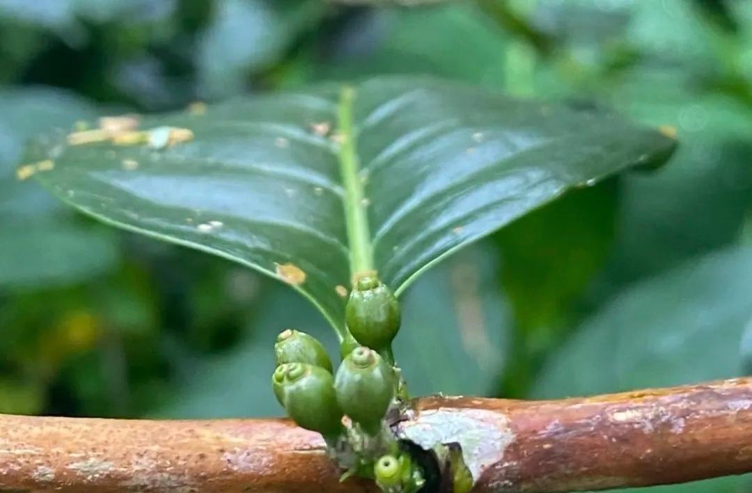 卡蒂姆（Catimor）咖啡
抗病品种的“基因库”☕️这是云南种植面积最广的品种